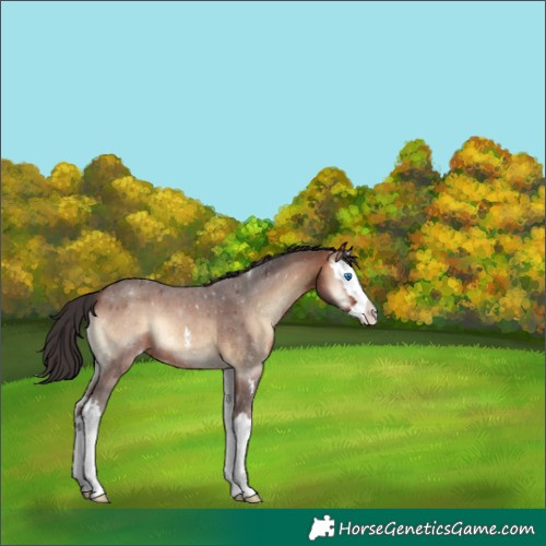 Horse Color:Brown Roan Onyx Sabino Splash 