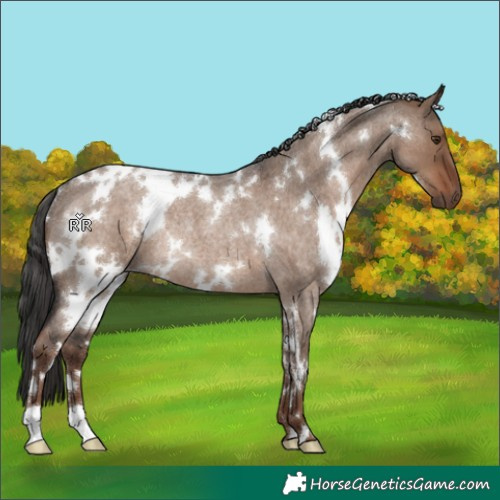 Horse Color:White Spotted Liver Red Dun Roan Rabicano