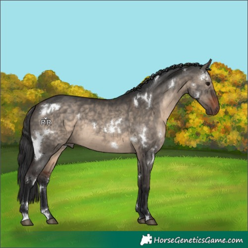 Horse Color:White Spotted Brown Dun