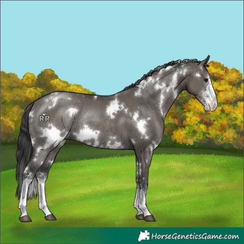 Horse Color:White Spotted Grullo Sabino Rabicano