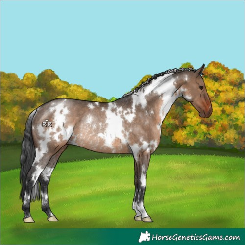 Horse Color:White Spotted Brown Dun Rabicano 