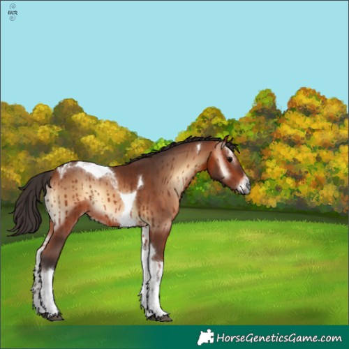 Horse Color:Bay Onyx Tobiano
