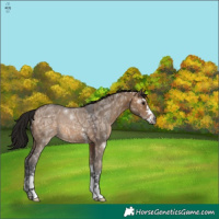Horse Color:Gray Bay Ice Dun Sabino 