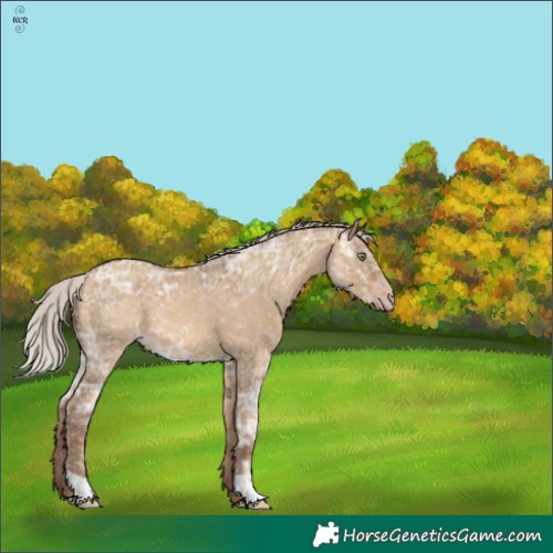 Horse Color:Gray Silver Amber Champagne Ice Dun