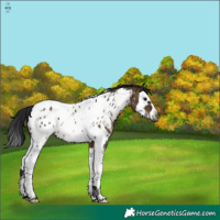 Horse Color:Gray Brown Dun Splash Tobiano Appaloosa