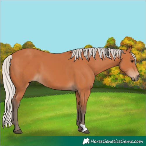 Horse Color:Silver Bay 