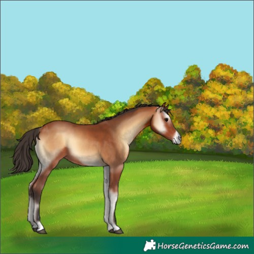 Horse Color:Bay Onyx 