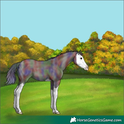Horse Color:Nacre Smoky Grullo Splash 