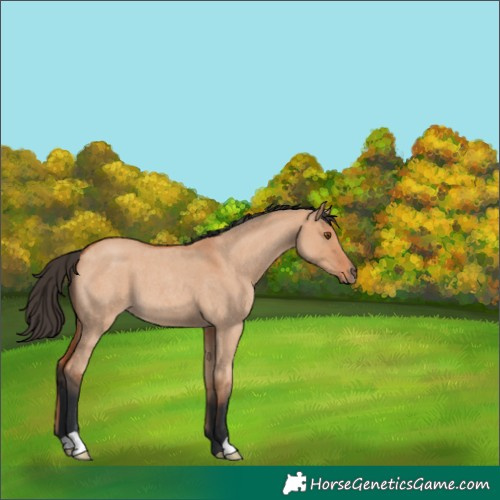 Horse Color:Bay Roan Dun 