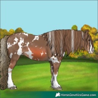 Horse Color:Watercolor White Spotted Chestnut 
