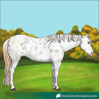 Horse Color:Chestnut Ice Appaloosa 