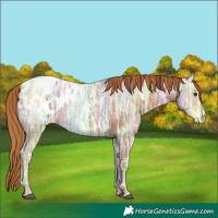 Horse Color:Chestnut Ice Appaloosa 