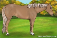 Horse Color:Palomino
