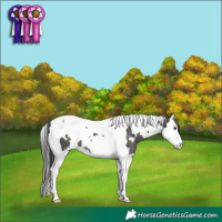Horse Color:White Spotted Black Splash Tobiano 