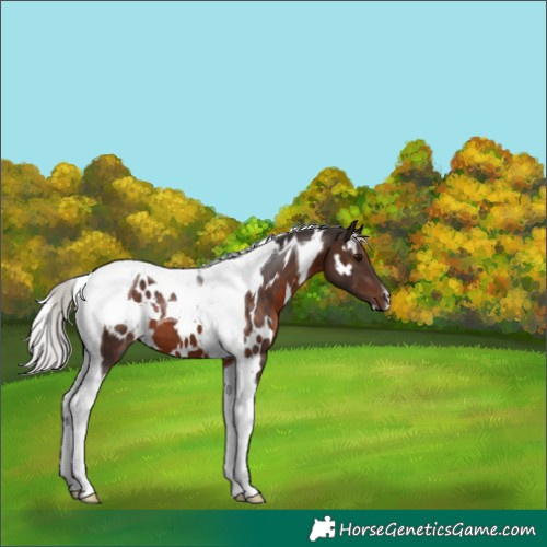 Horse Color:White Spotted Silver Brown Tobiano 