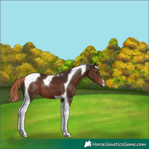 Horse Color:Liver Chestnut Tobiano 