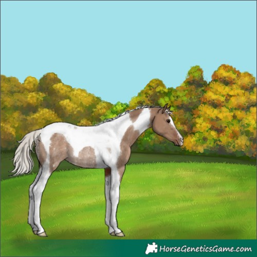 Horse Color:Silver Grullo Tobiano Rabicano 