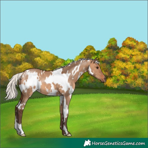 Horse Color:White Spotted Silver Brown Dun 