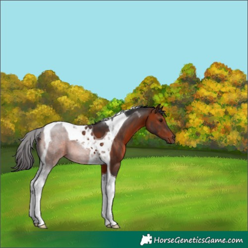 Horse Color:Brown Tobiano 