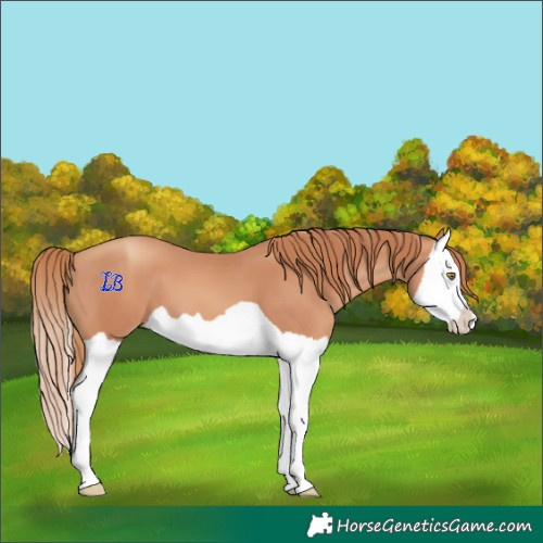 Horse Color:Gold Champagne Splash 