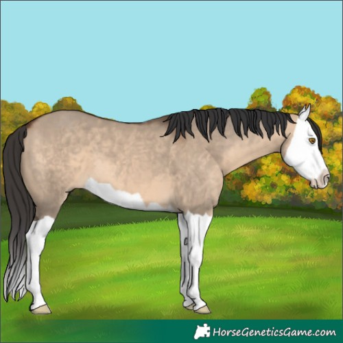 Horse Color:Brown Dun Splash 