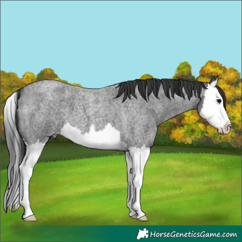 Horse Color:Blue Roan Splash 