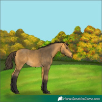 Horse Color:Unknown 