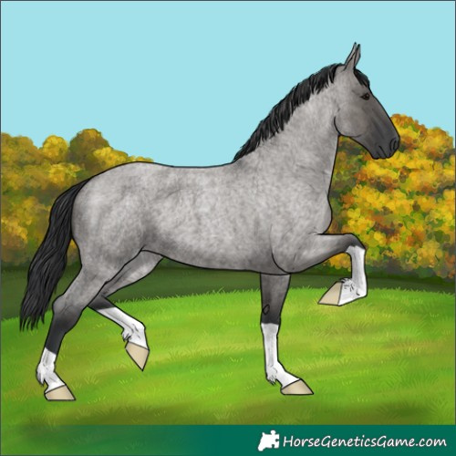 Horse Color:Grullo Roan Brindle 