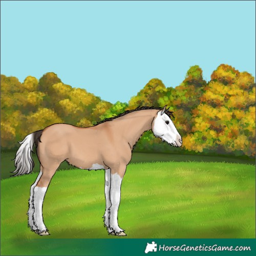 Horse Color:Bay Dun Splash