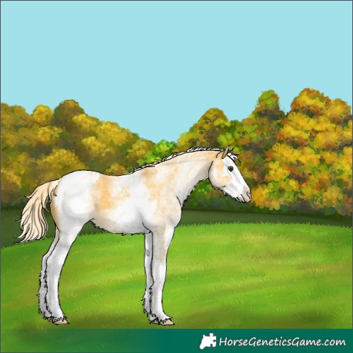 Horse Color:White Spotted Palomino Splash Appaloosa 