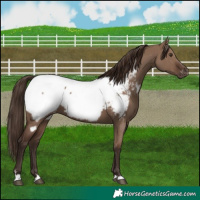 Horse Color:Liver Red Dun Appaloosa 