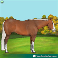 Horse Color:Silver Brown Splash