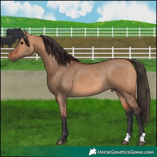 Horse Color:Bay Dun Rabicano 