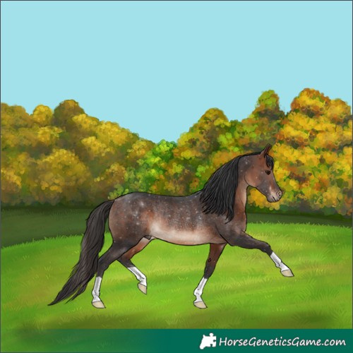 Horse Color:Bay Rabicano 