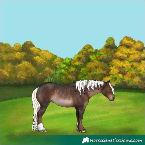 Horse Color:Liver Chestnut Mushroom Rabicano 