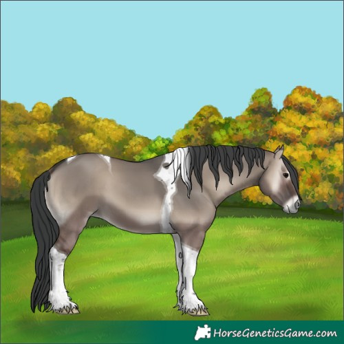Horse Color:Grullo Onyx Tobiano 