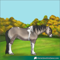 Horse Color:Grullo Onyx Tobiano 