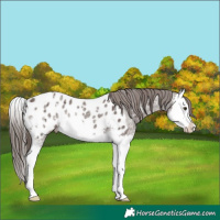 Horse Color:Liver Chestnut Ice Sabino Splash Appaloosa Rabicano 