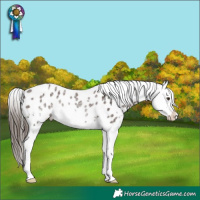 Horse Color:Liver Chestnut Ice Sabino Splash Appaloosa Rabicano