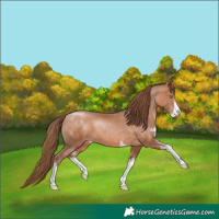 Horse Color:Brown Pearl Mushroom Sabino 