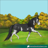 Horse Color:Black Sabino