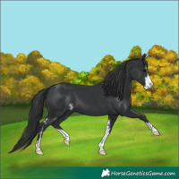 Horse Color:Black Mushroom Sabino 