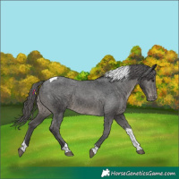 Horse Color:Black Tobiano Varnish 