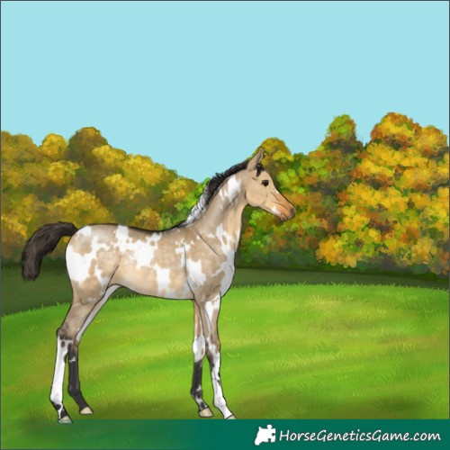Horse Color:White Spotted Buckskin Dun Rabicano 