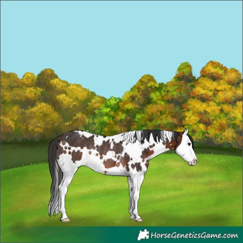 Horse Color:White Spotted Brown Splash Rabicano 