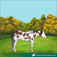 Horse Color:White Spotted Brown Splash Rabicano