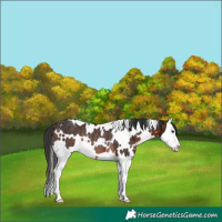 Horse Color:White Spotted Brown Splash Rabicano 