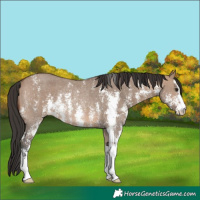 Horse Color:Brown Dun Sabino Rabicano