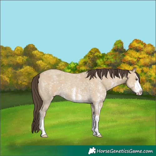 Horse Color:Classic Cream Champagne Dun Sabino
