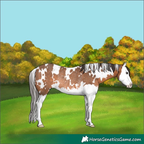 Horse Color:White Spotted Bay Splash Rabicano